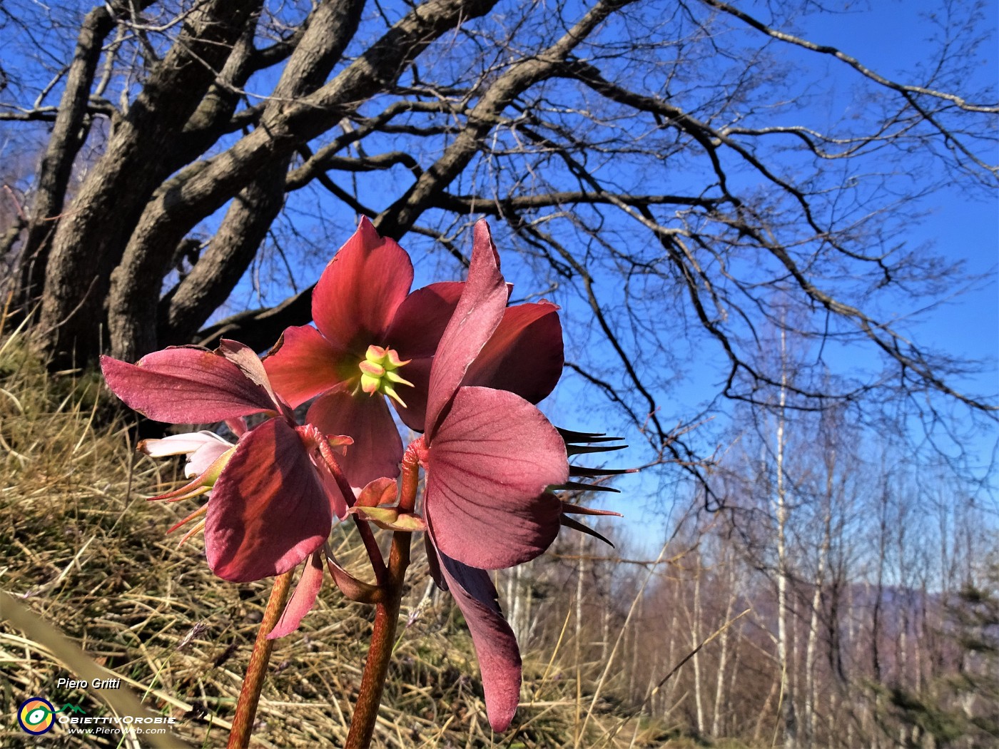 05 Helleborus niger (Elleboro) verso la fruttescenza.JPG